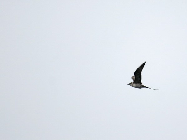 Long-tailed Jaeger